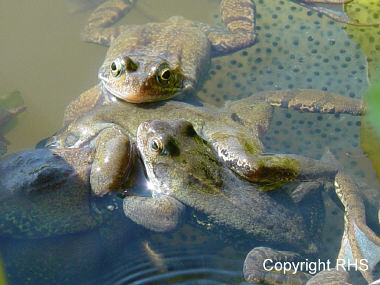 Frogs